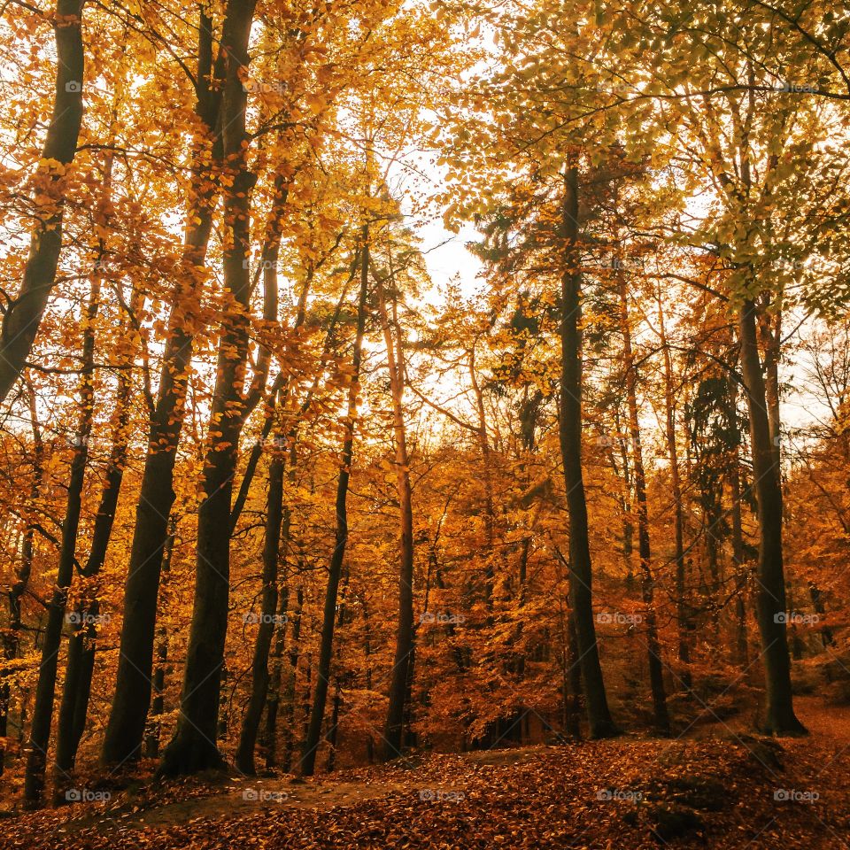 Autumn trees in woodland