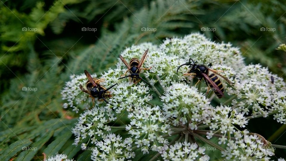 Three bees on a white flower