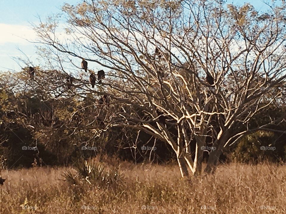Vultures in a tree