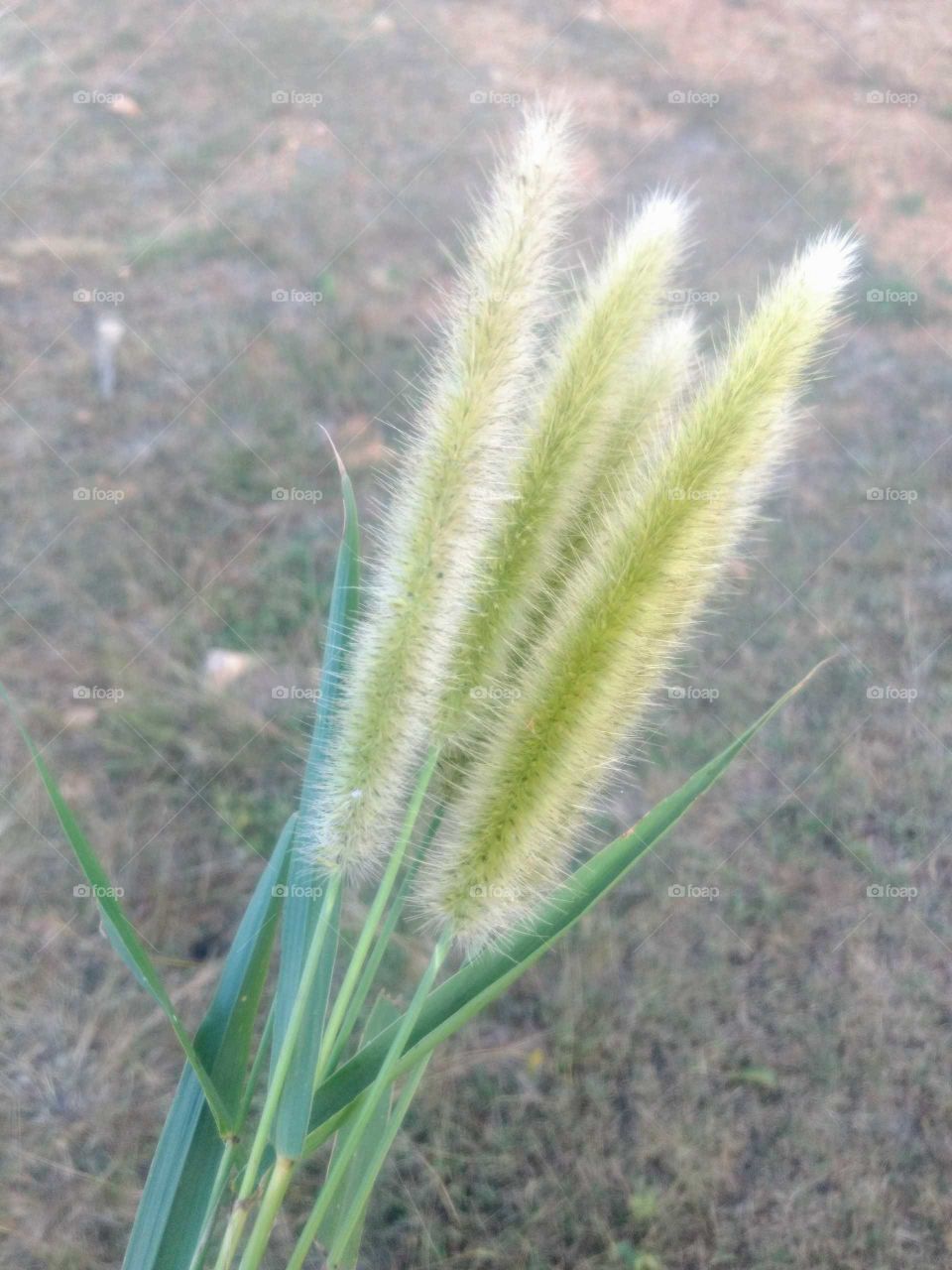 Beautiful Grass Flower