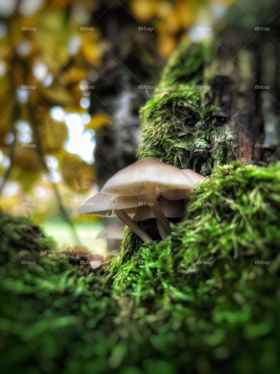 mushroom, nature, forest, fungus, autumn, fungi, moss, toadstool, macro, green, grass, plant, brown, mushrooms, food, season, white, closeup, cap, natural, fall, edible, wild, wood, flora