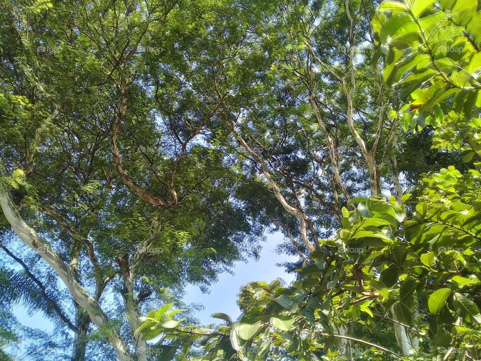Tree. Leaves. Sky