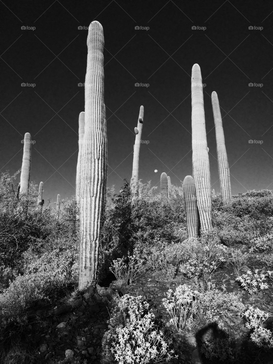 Arizona landscape 