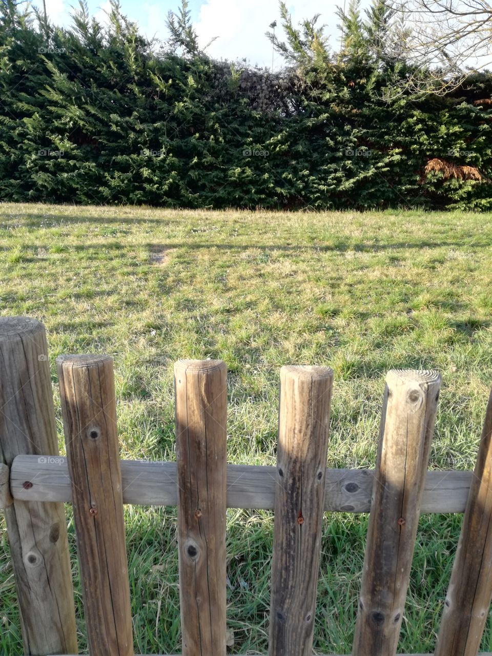 New Life, new grass in the garden