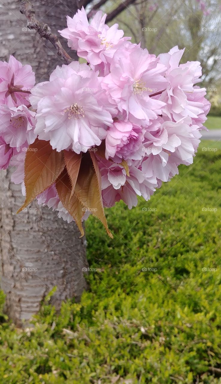 flower blühen Blüten kirsche frühblüher Frühling spring rosa üink green
