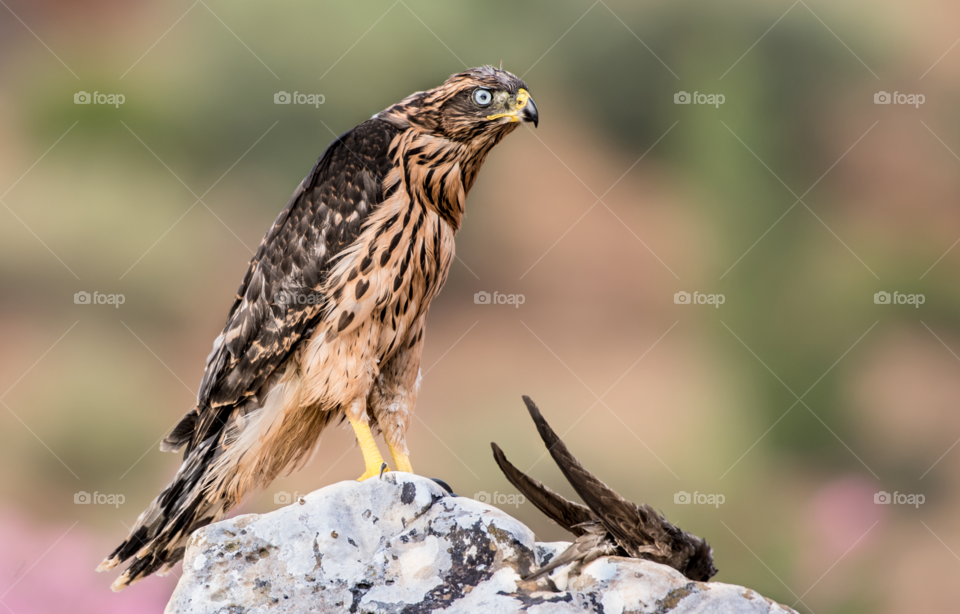 Northern goshawk Standing in front of its prey on the rock