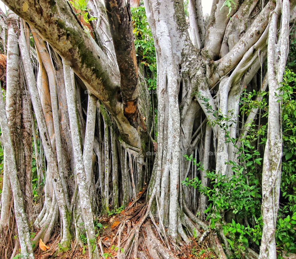 Banyan tree