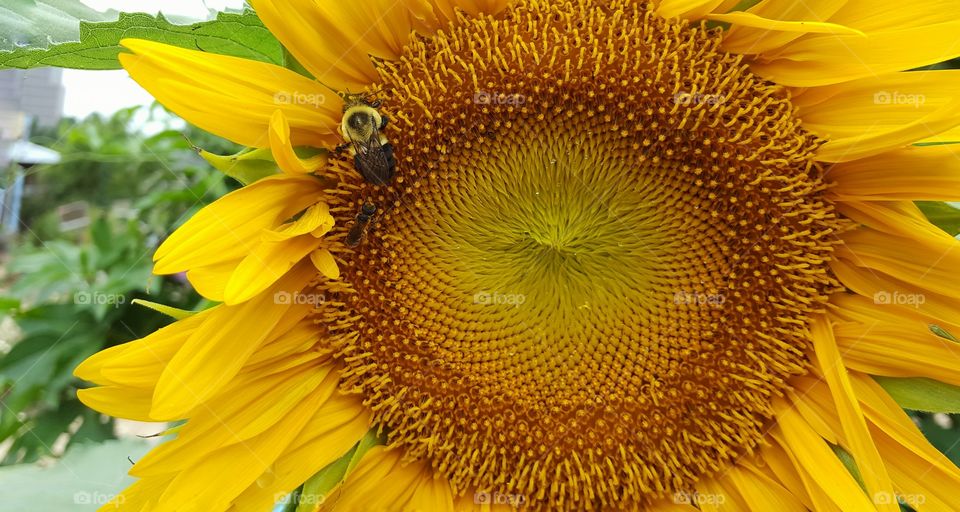 sunflower and bees