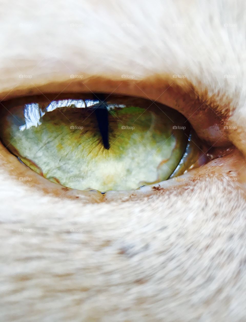 Inside the Feline Eye ... when it's up close you can see how amazing a cats eye is. All the colors of the spectrum but especially GREEN. A cats eye is as beautiful as the cat. As colorful as their personality and soul. You can even see the reflections of nature in the top left hand corner. It was nice of my cat to let me get so close to take this picture anyway. 
He is a sweet boy. 