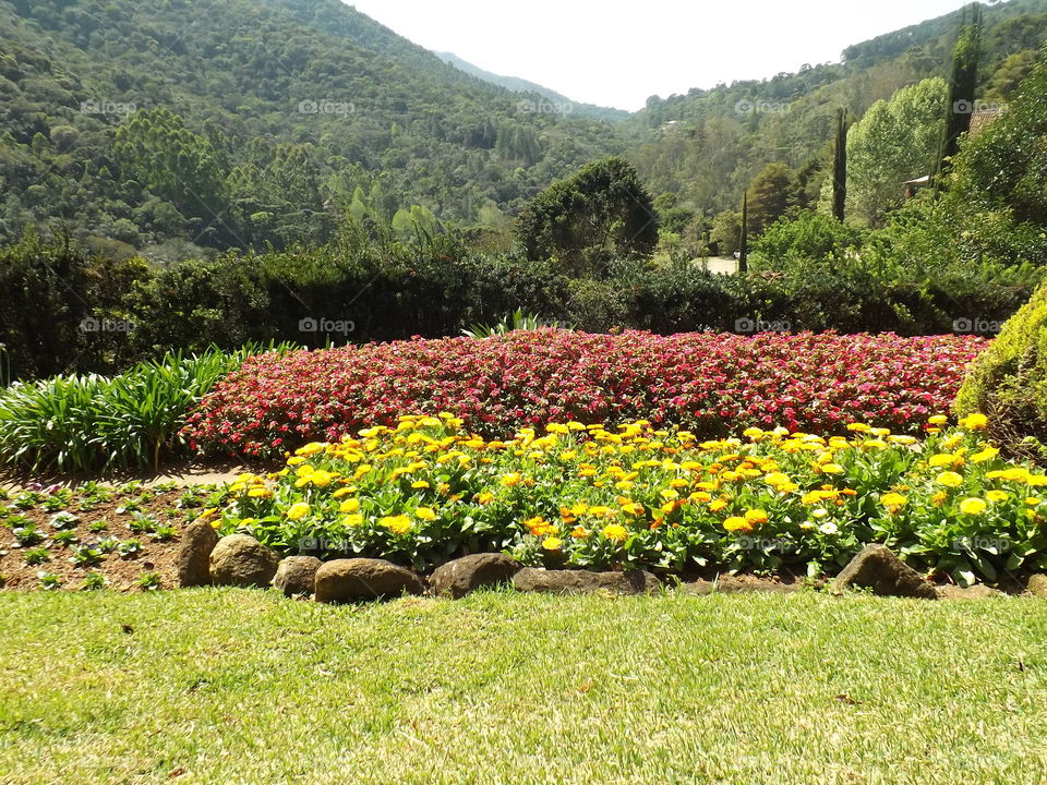 Garden flower