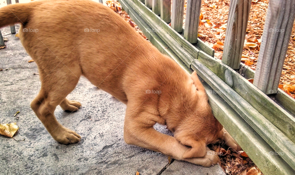 puppy digging under fence to play with fall leaves