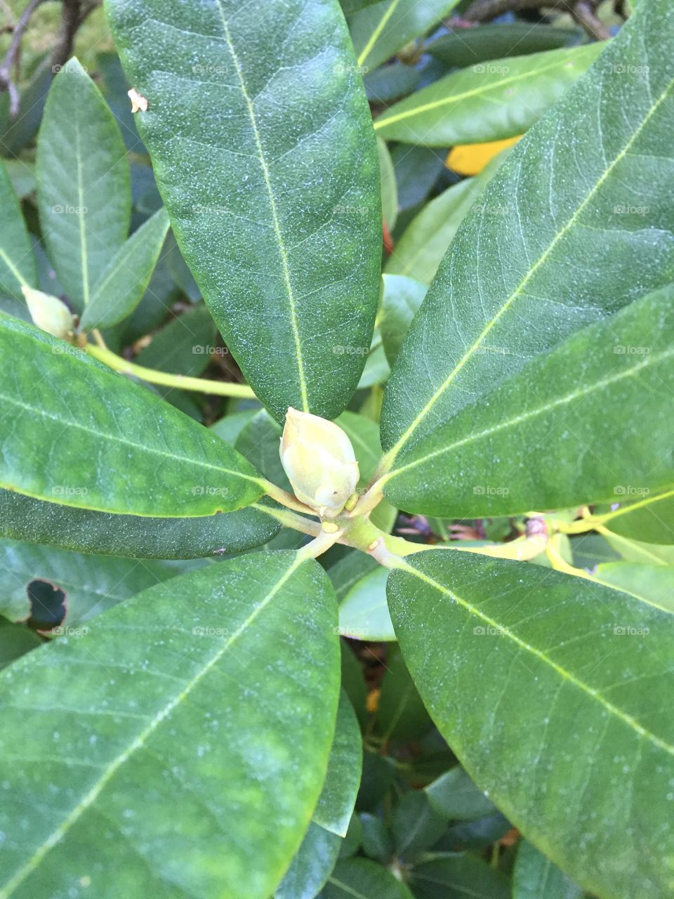 Flowerbuds on my Rhododendron for next summer 