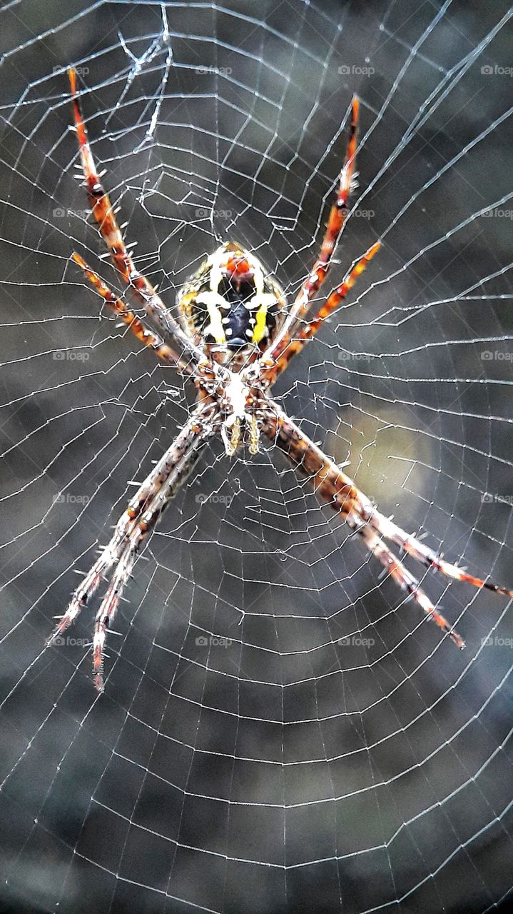 Spider through macro lens