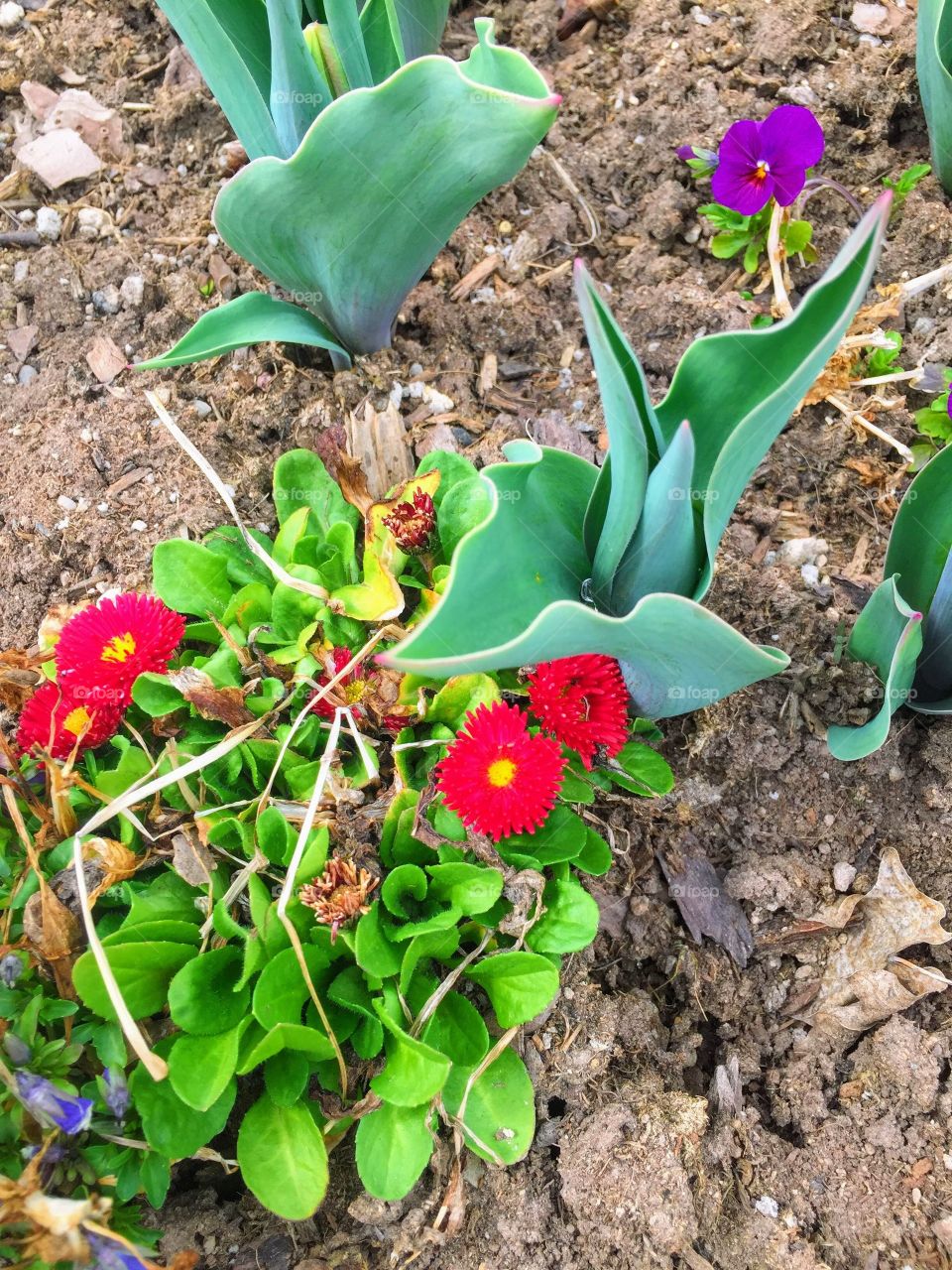 Purple & Red Flowers, Plants, Beautiful Garden