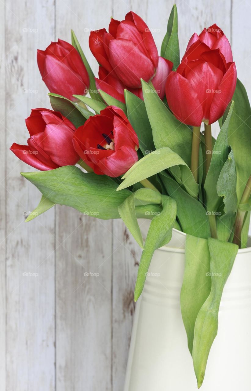 A bunch of red tulips in a cream milk jug, against a pale wooden background 