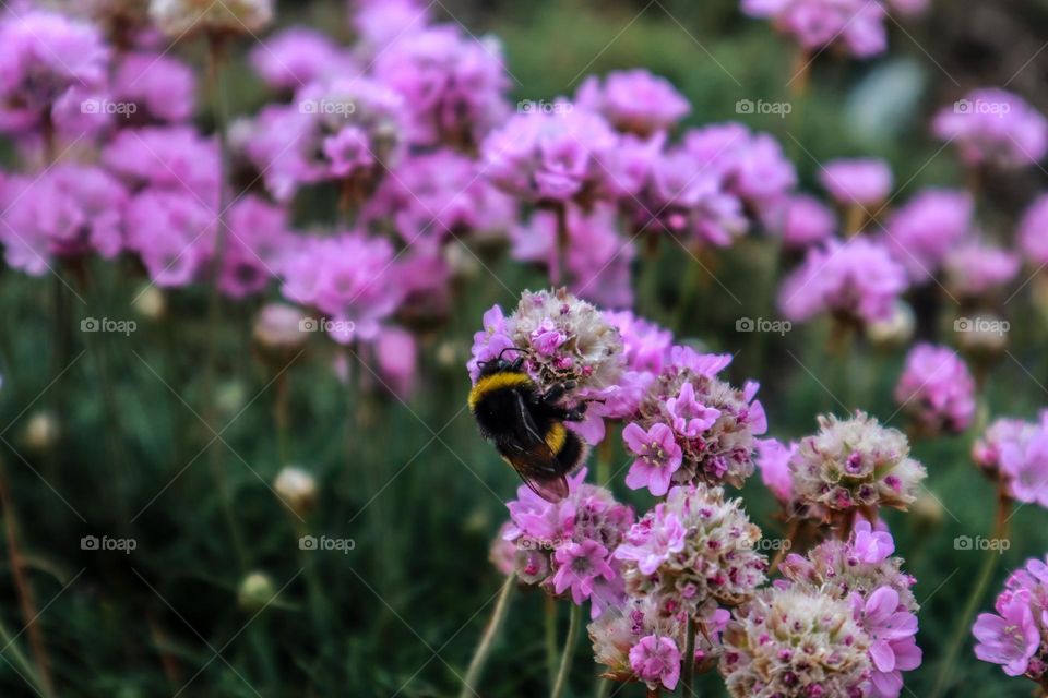 Bee spotted on pink flowers 
