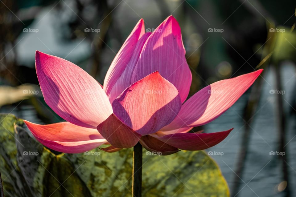 Beauty lotus