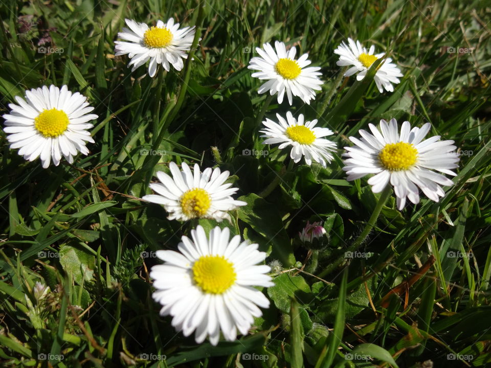 Close-up of chamomile flowers