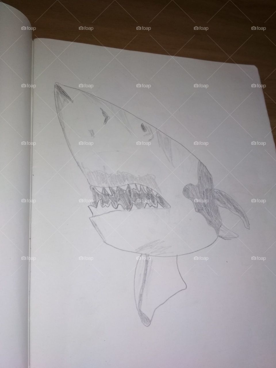 Shark drawing