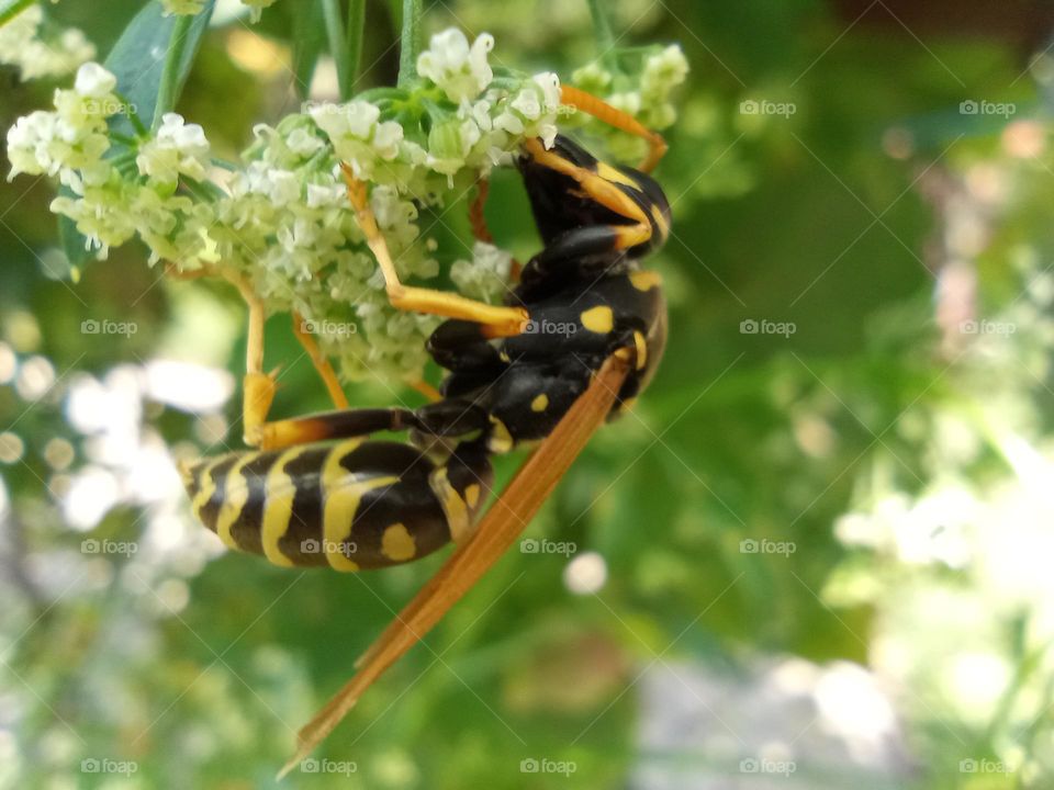 wasp