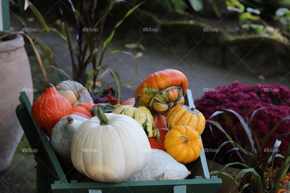 Colourful pumpkins just picked up