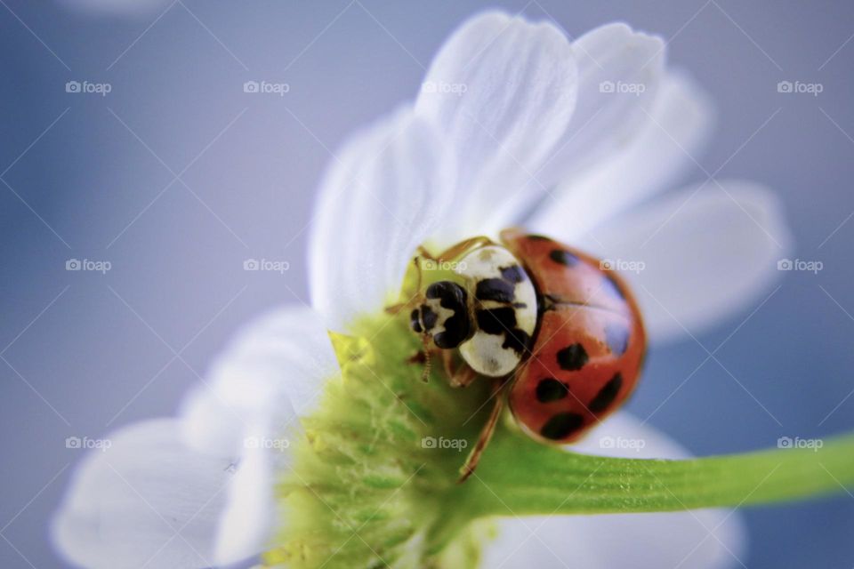 Ladybug on chamomile 