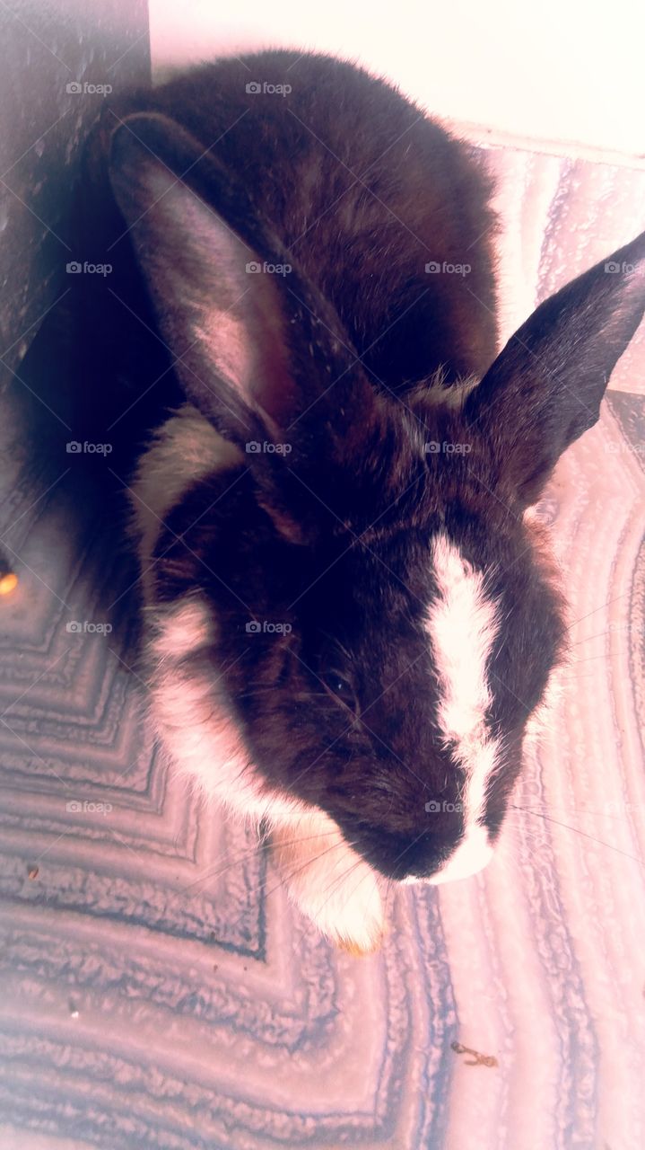 Baitha Rabbit UP India