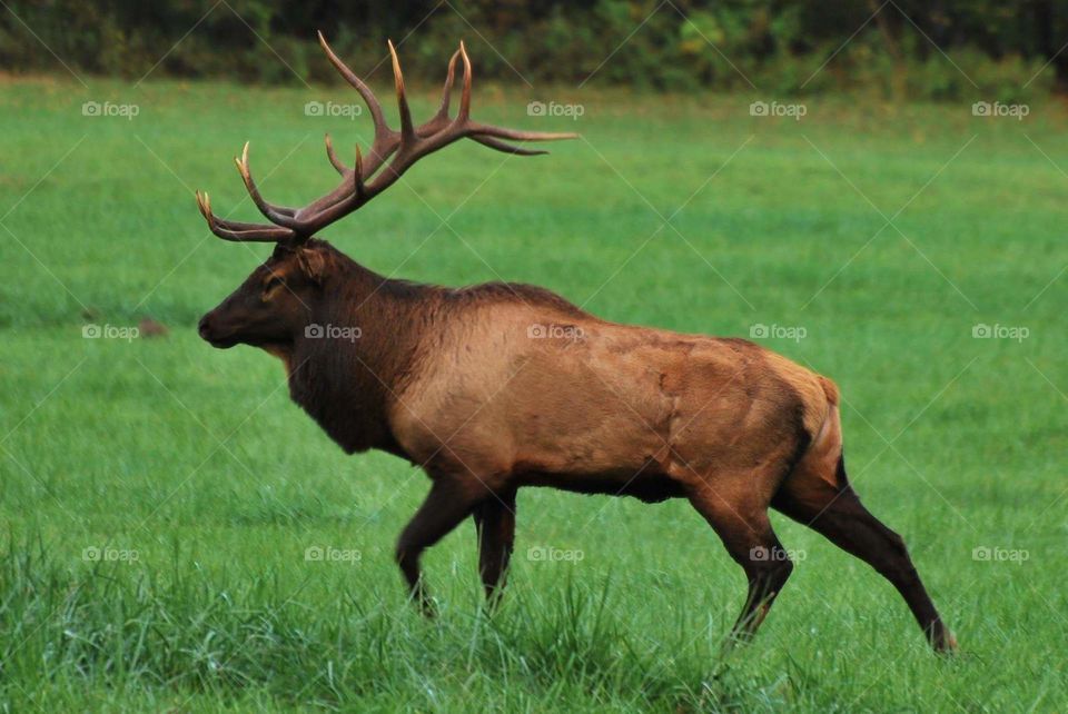 Cherokee Bull