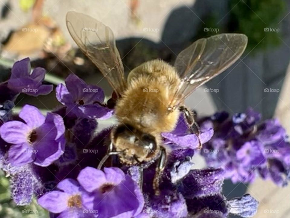 Bee