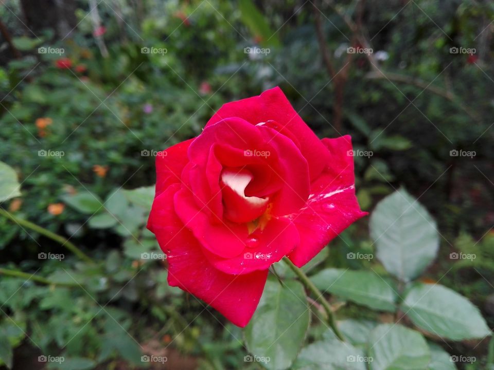 Red Rose Flowers
