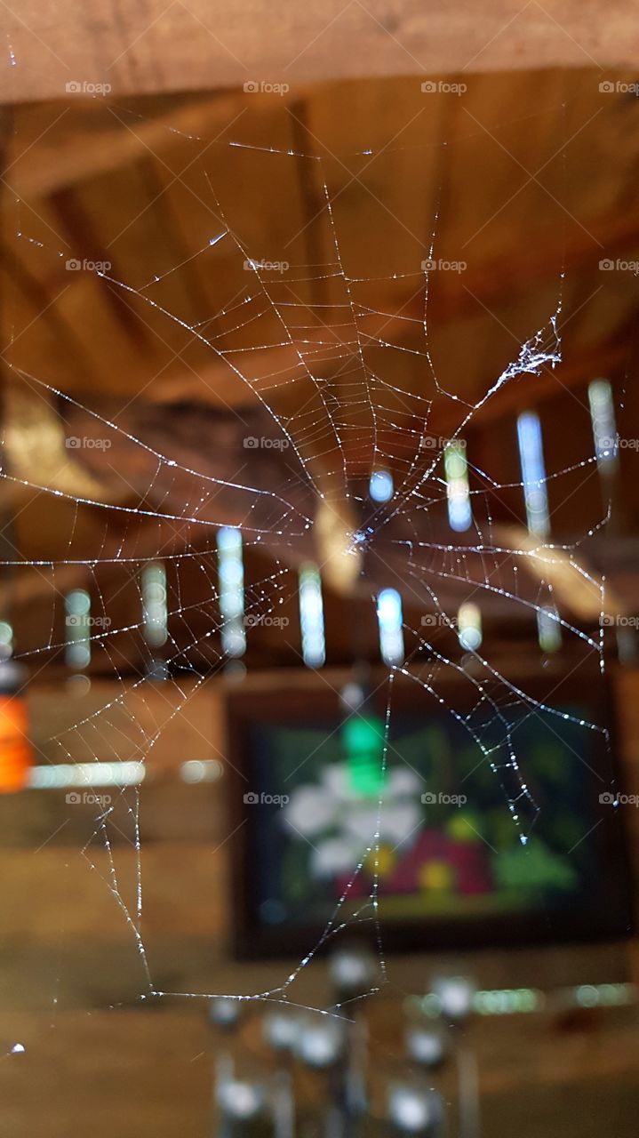 Araña arreglando su red para sus víctimas