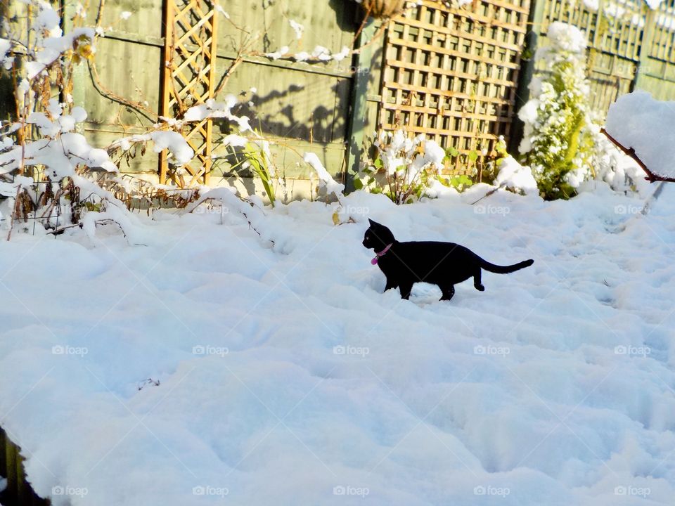 Unknown substance for kitty 