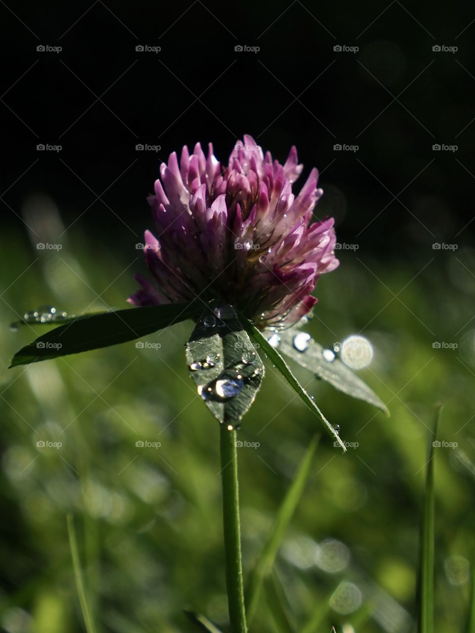 Clover just after the rain