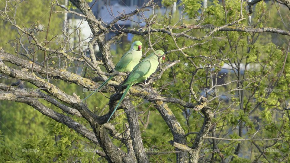 Green parrots in London 