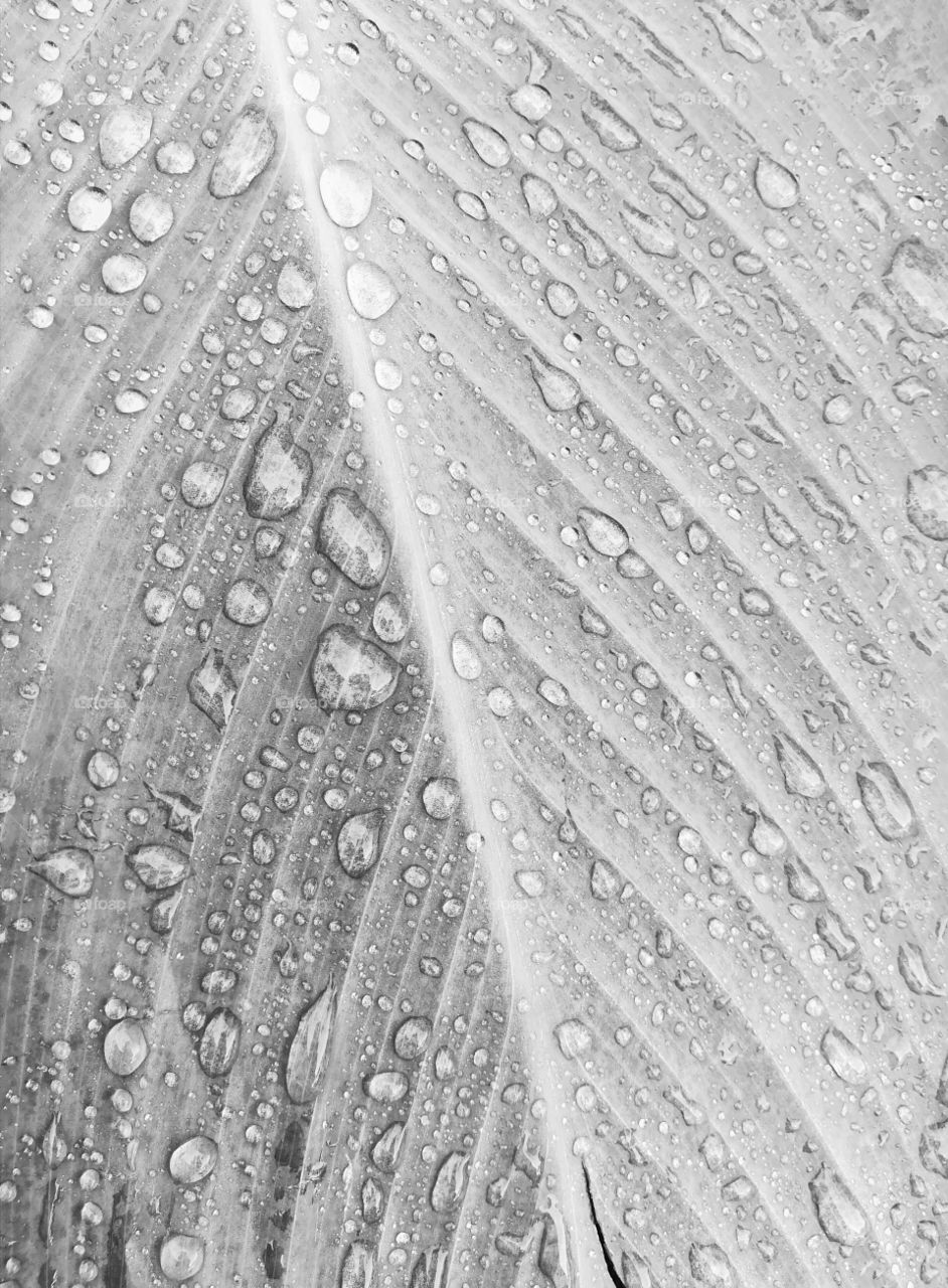 Raindrops on leaf surface. Picture in black and white.