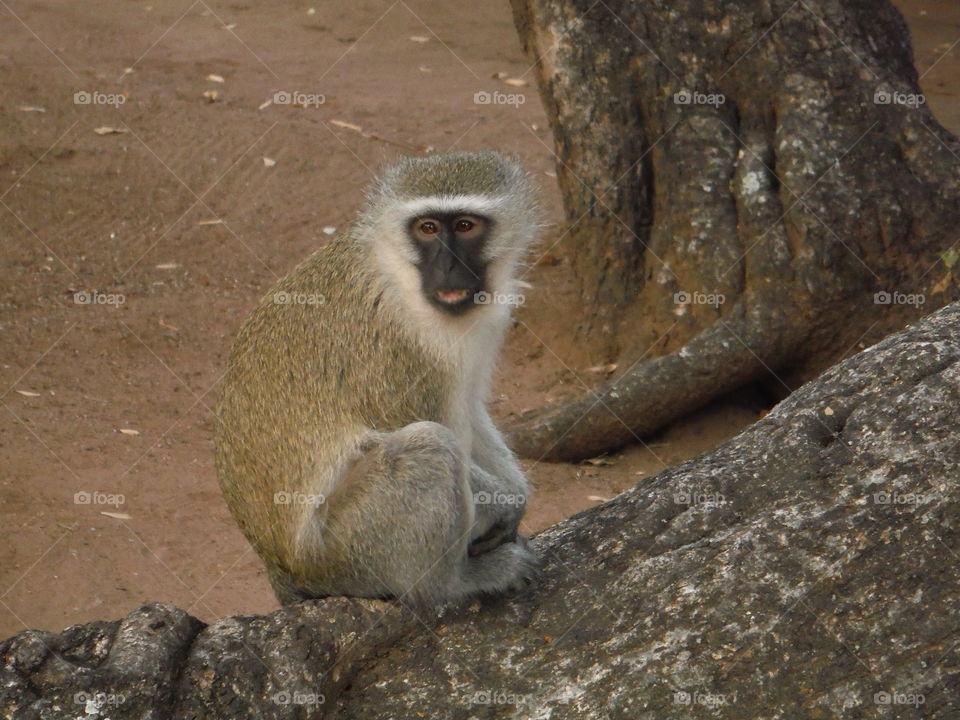 vervet monkeys from South Africa