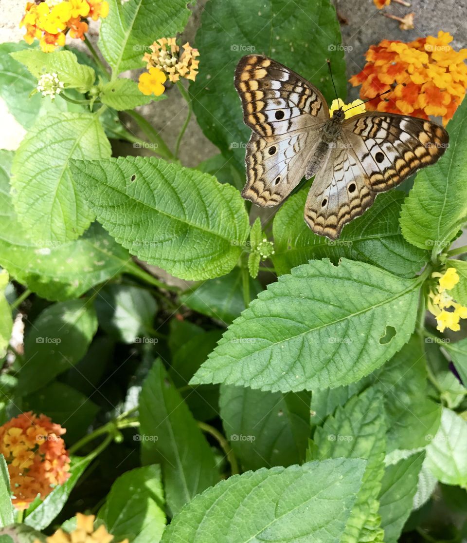 Butterfly Wings Open