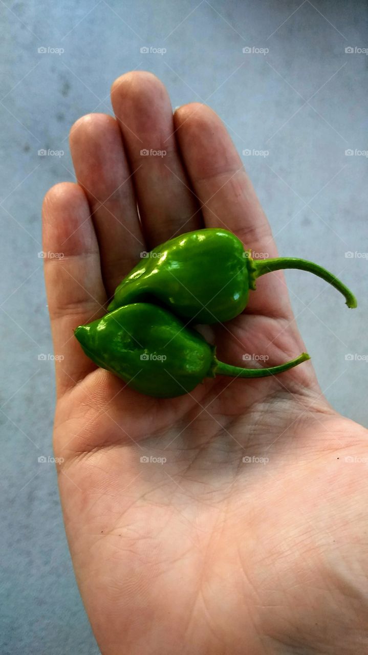 Mini Green Bell Peppers