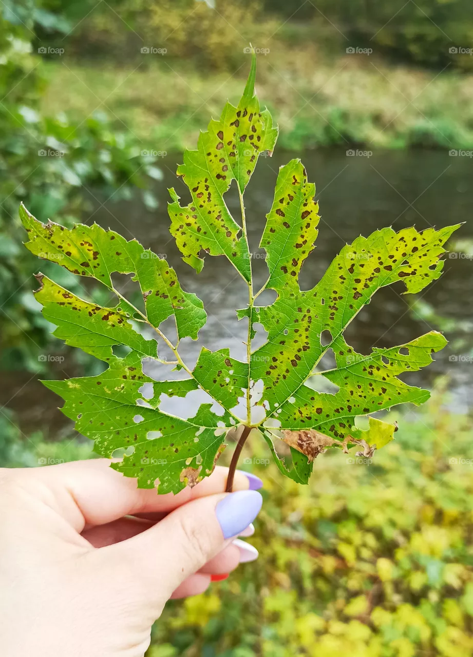 Leaf life
