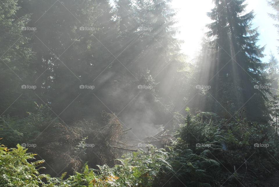morning fog in forest