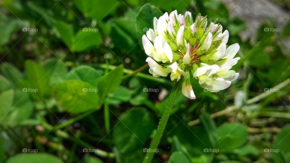 White clower