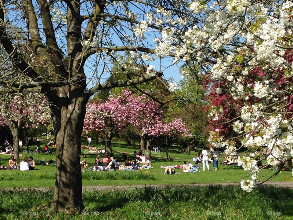 Glorious hot Spring in Regents park, London