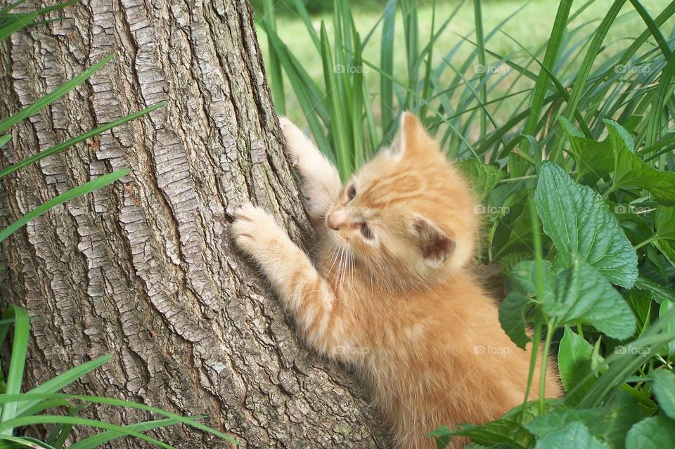 Small Orange Kitten Scratching Up a Tree Outside 