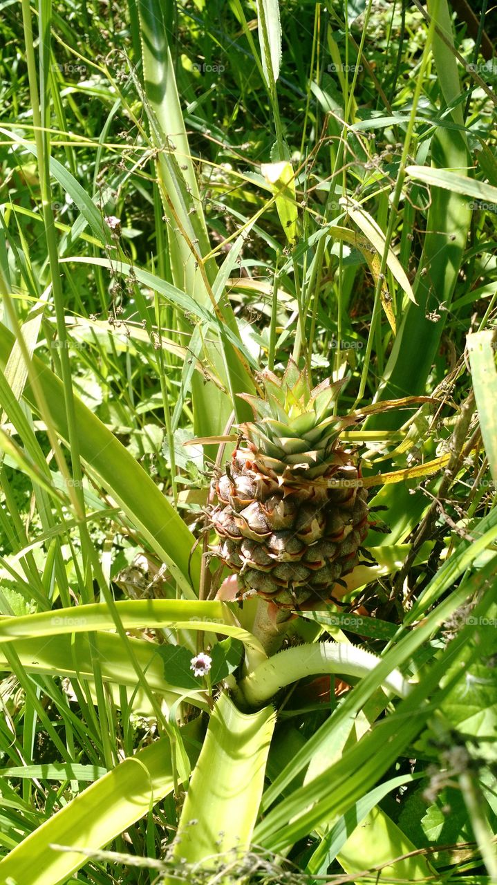 pineapple up close