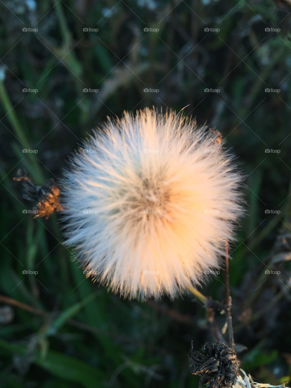 Dandelion in the Autumn 

