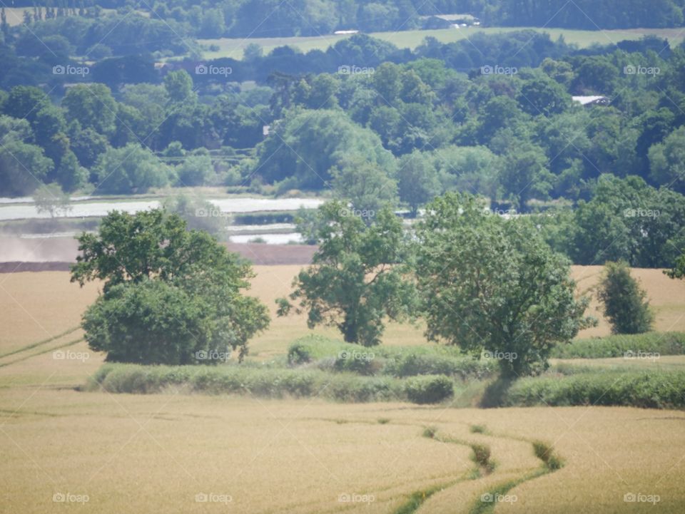 Crops. Farm England 