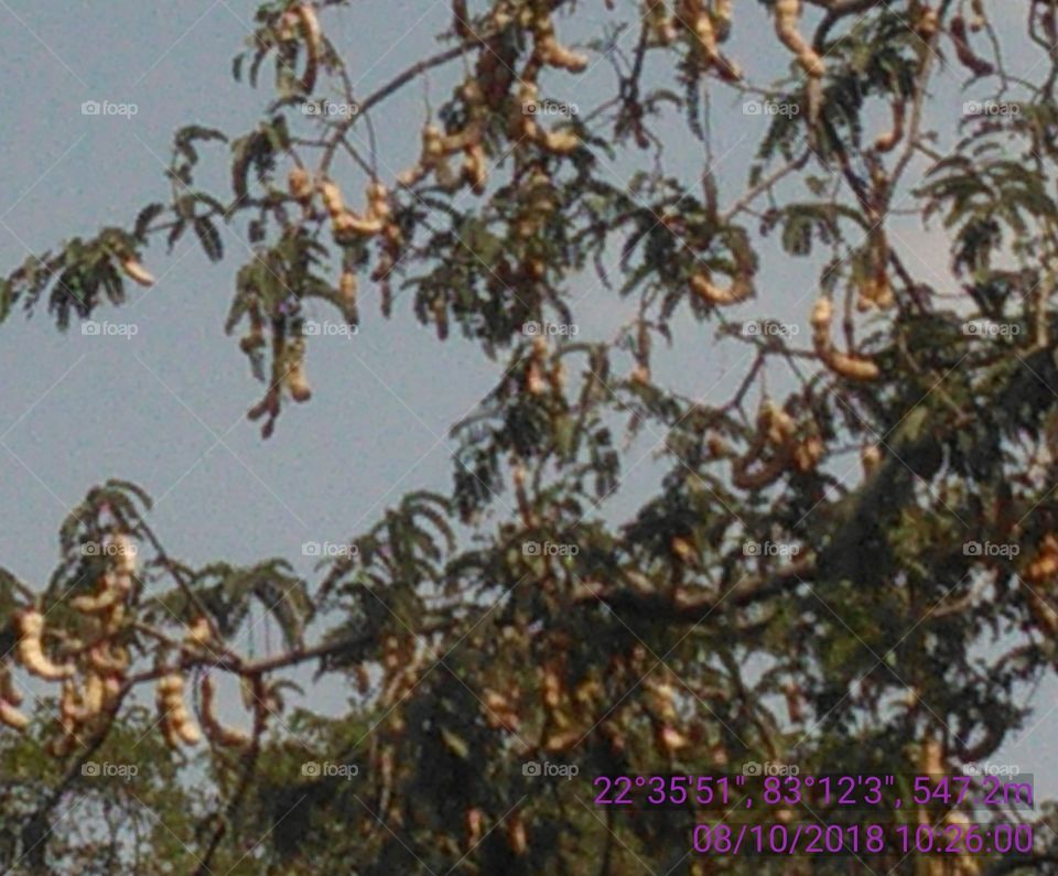 this is a very beautiful and very useful trees of Imlii.