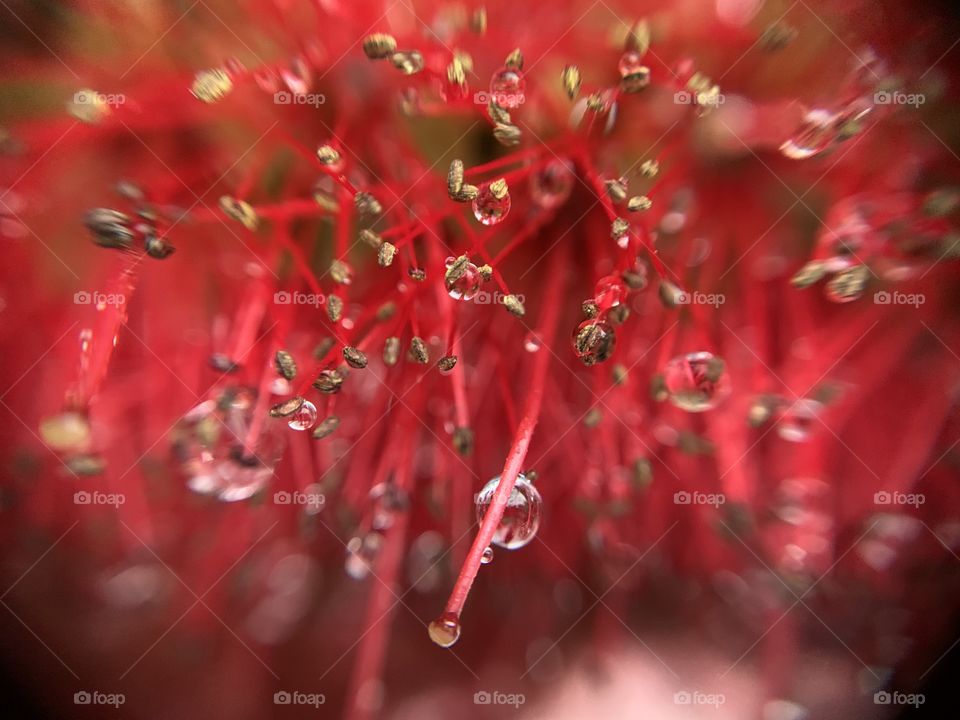 I took it with my phone - A close up Bottle Brush flower that attracts butterflies 