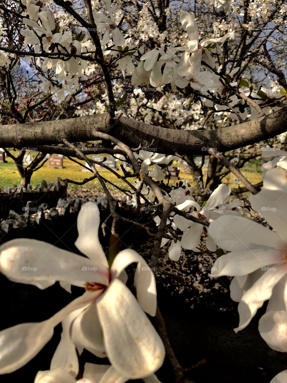 Blooming flowering tree 
