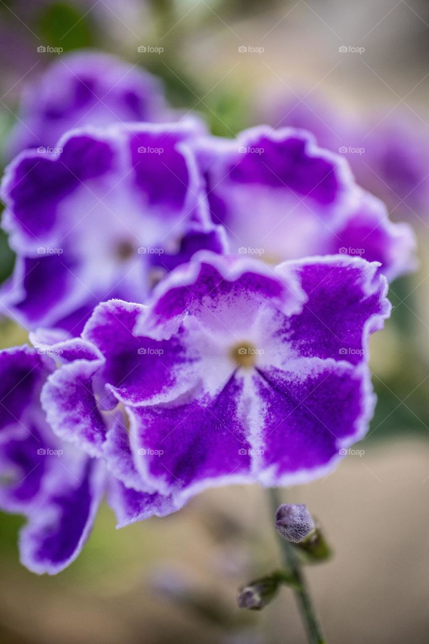 beautiful purple and white Golden Dewrop flowers, also known as Duranta erecta. with their delicate petals, beautiful sight in spring